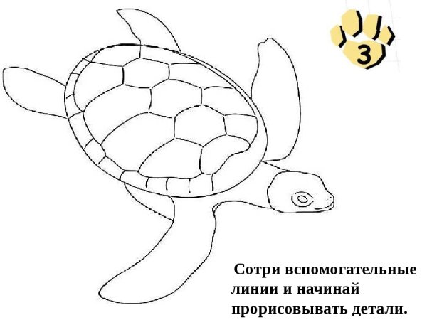 Поэтапное рисование черепахи