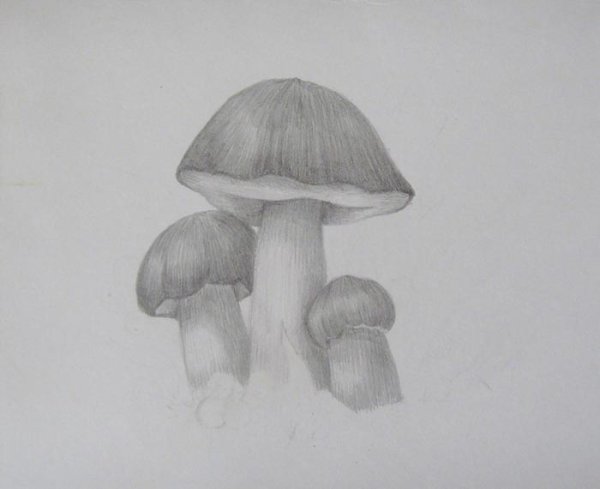 Грибы карандашом