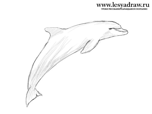 Дельфин рисунок карандашом