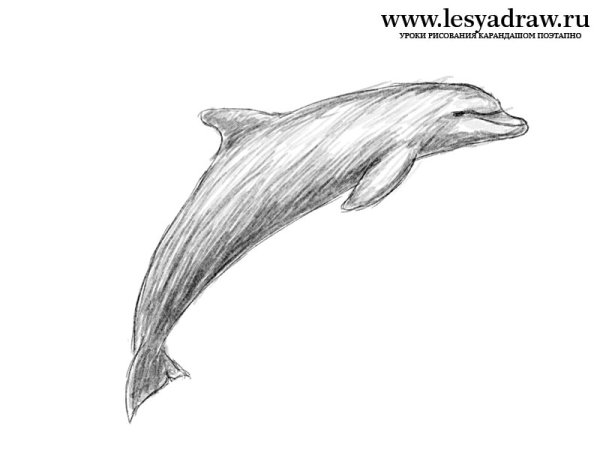 Дельфин карандашом