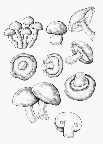 Нарисовать гриб