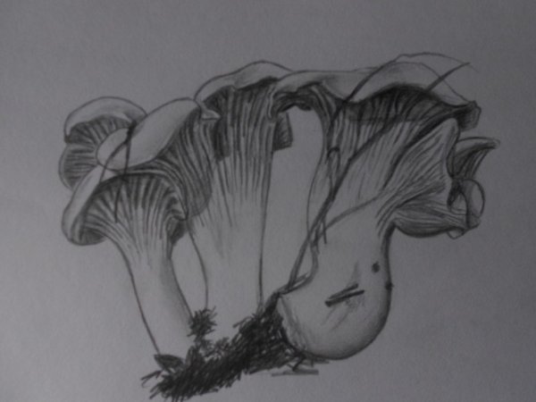 Как нарисовать гриб лисичку