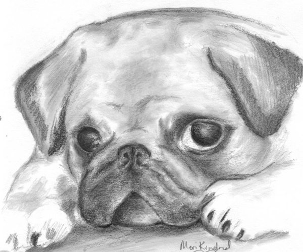 Рисунки для срисовки лёгкие собаки