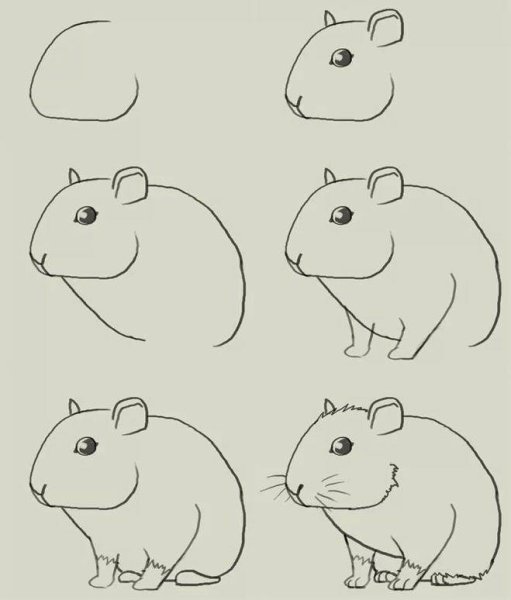 Как нарисовать хомяка поэтапно