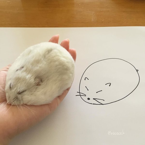 Хомяк рисунок легкий