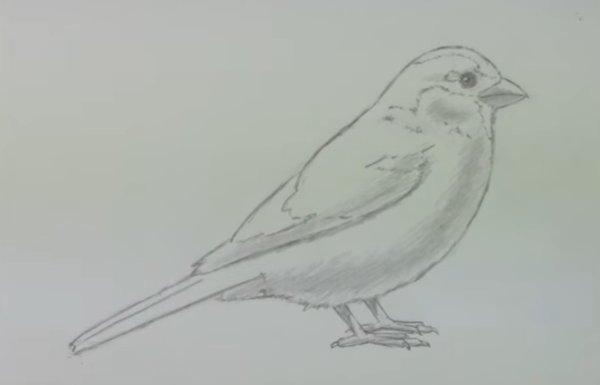 Воробей рисунок карандашом