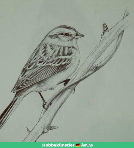 Воробей рисунок карандашом