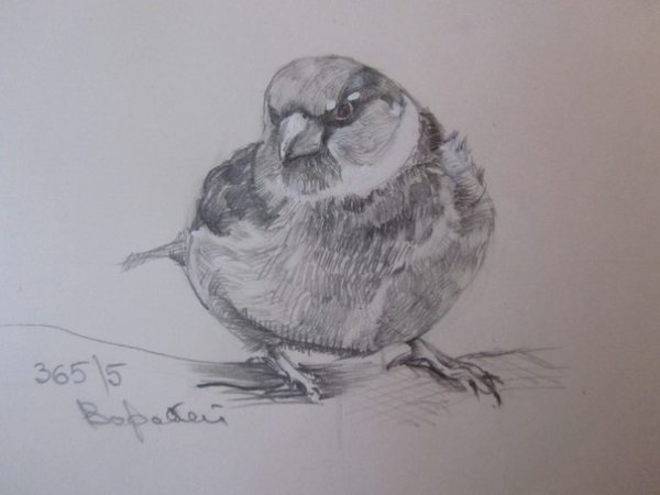 Воробей карандашом