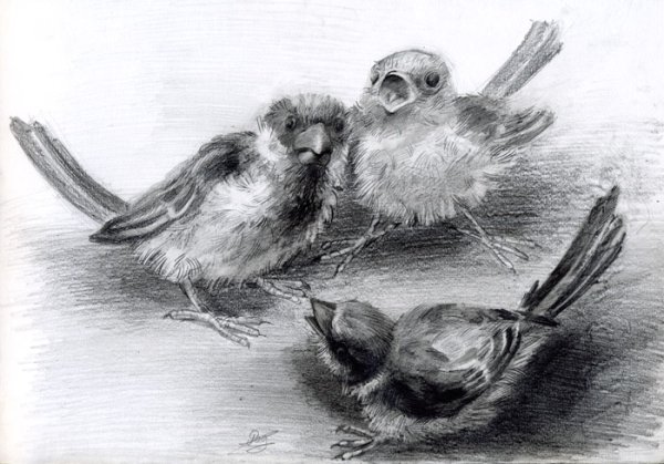 Зарисовки птиц пастелью