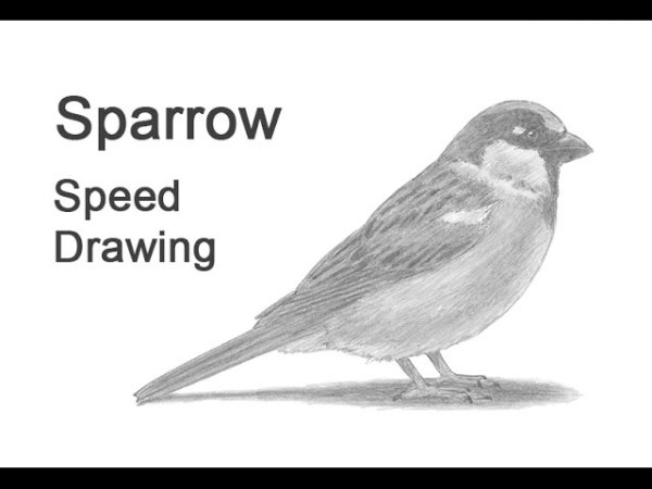 Воробей рисунок