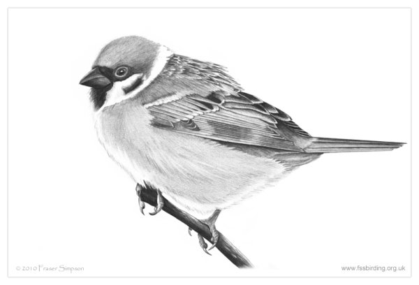 Поэтапное рисование птицы на ветке