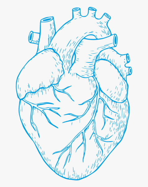 Сердце человека карандашом