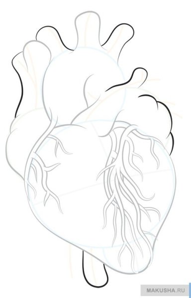 Сердце человека рисунок карандашом для срисовки