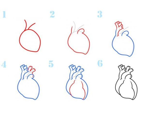 Поэтапное рисование сердца