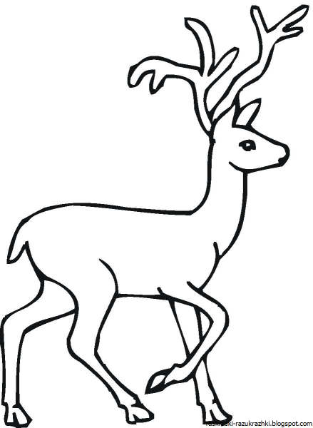 Олень раскраска для детей
