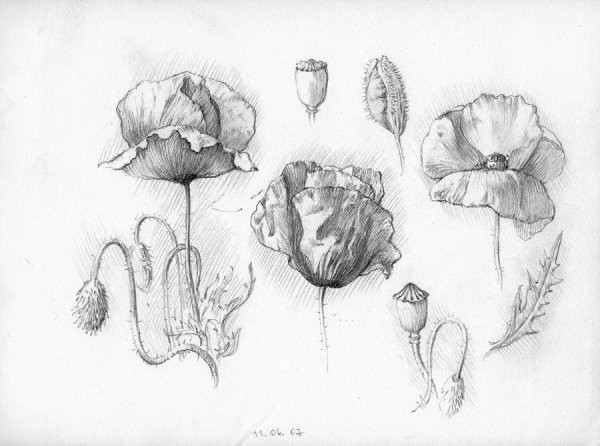 Маки карандашом