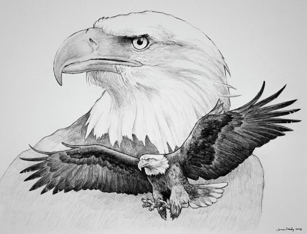 Рисунки Орлов