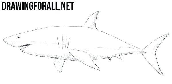 Акула карандашом