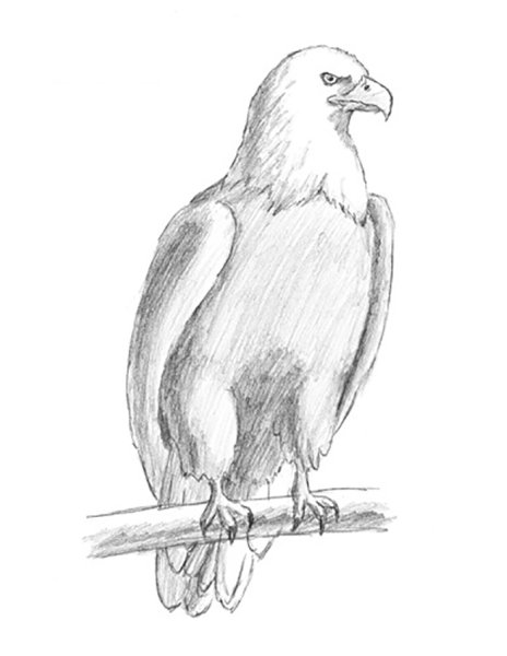 Рисунок орла карандашом для срисовки