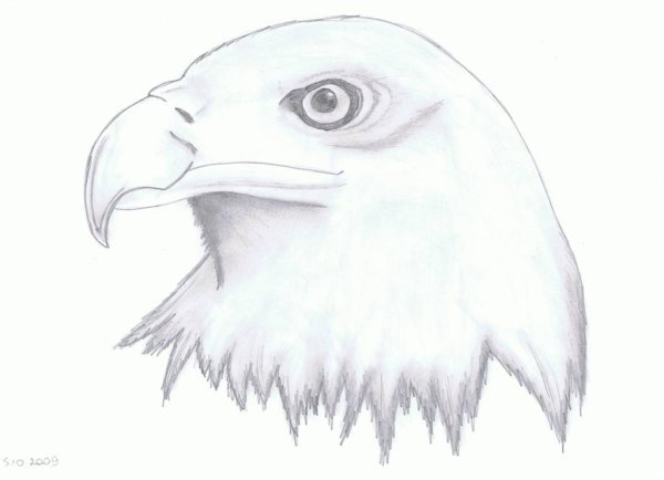 Нарисовать орла карандашом