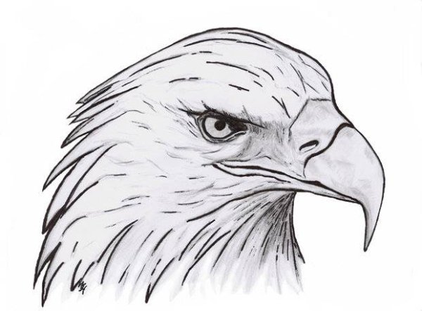 Нарисовать орла карандашом