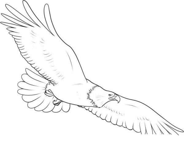 Птицы карандашом для срисовки