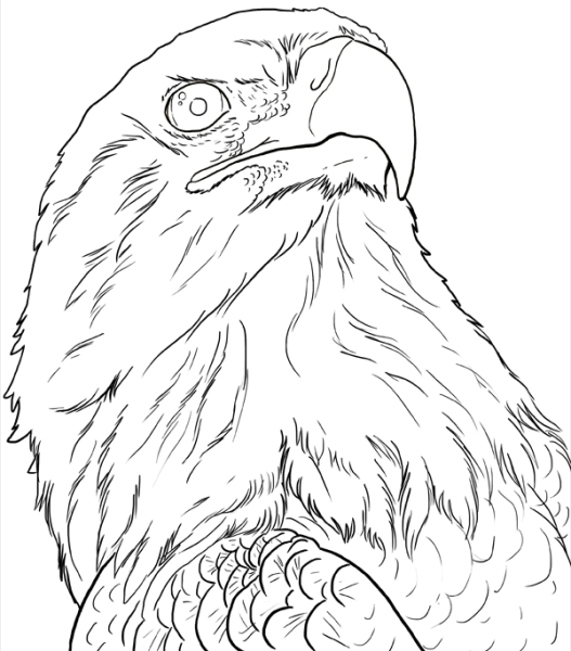 Орел карандашом