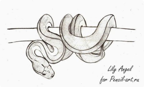 Рисунок змеи карандашом для срисовки