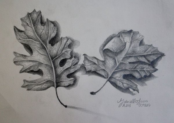 Зарисовки листьев