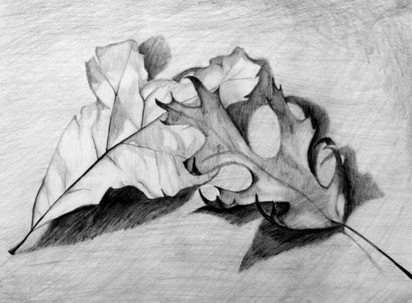 Набросок листа карандашом