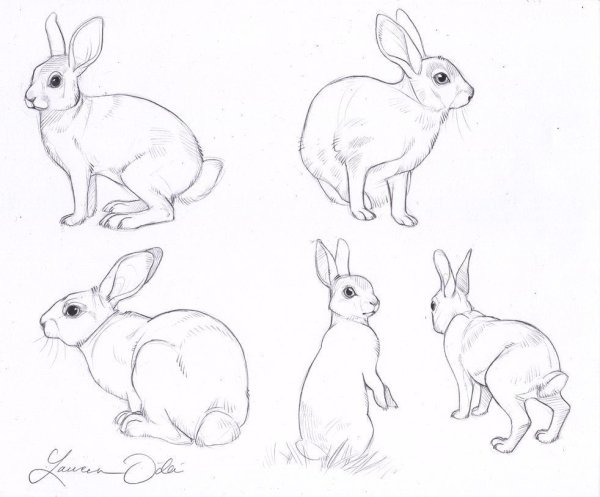 Кролик набросок