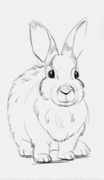 Кролик карандашом для срисовки