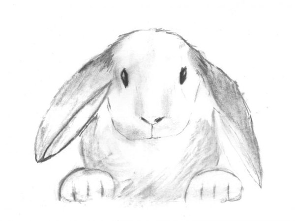 Картинки кролика для срисовки
