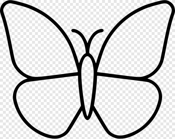 Бабочка карандашом для детей