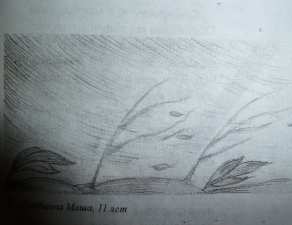 Графические зарисовки трав и цветов