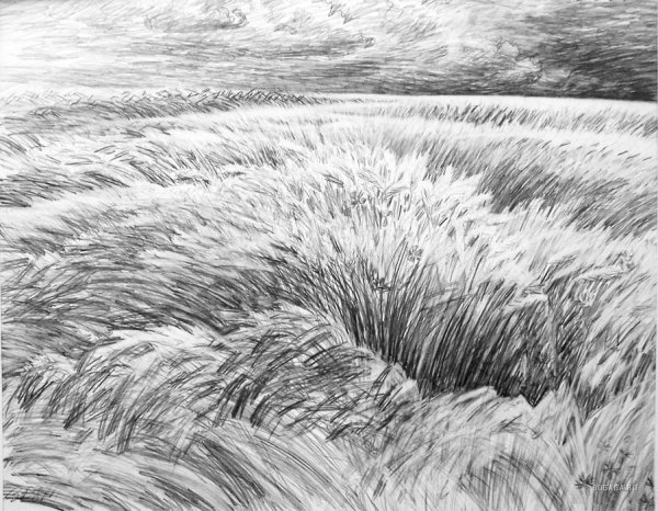 Трава рисунок