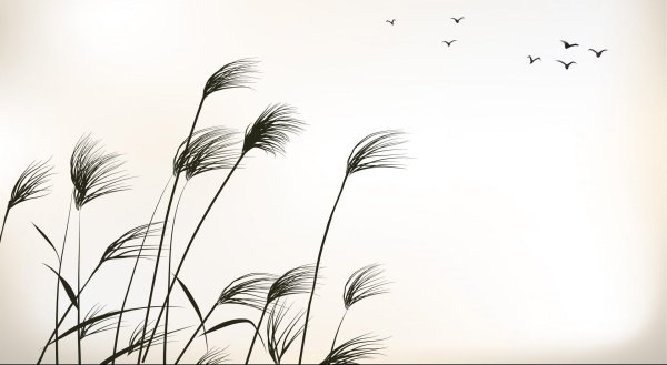 Рисунки полевых цветов карандашом для срисовки