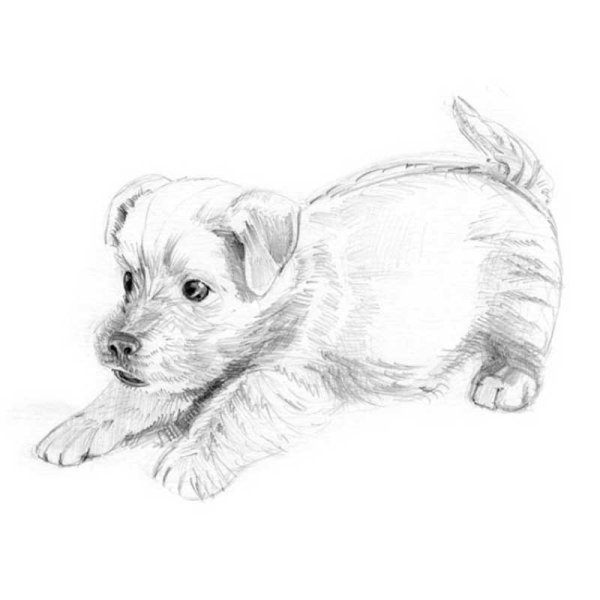 Рисунки животных карандашом