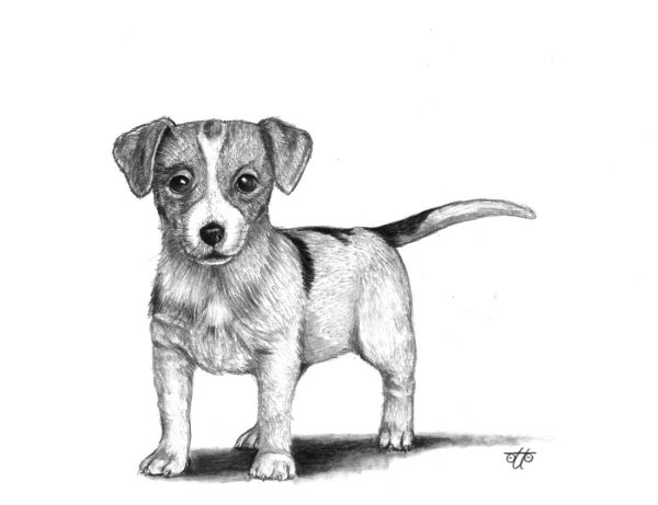 Щенок рисунок карандашом