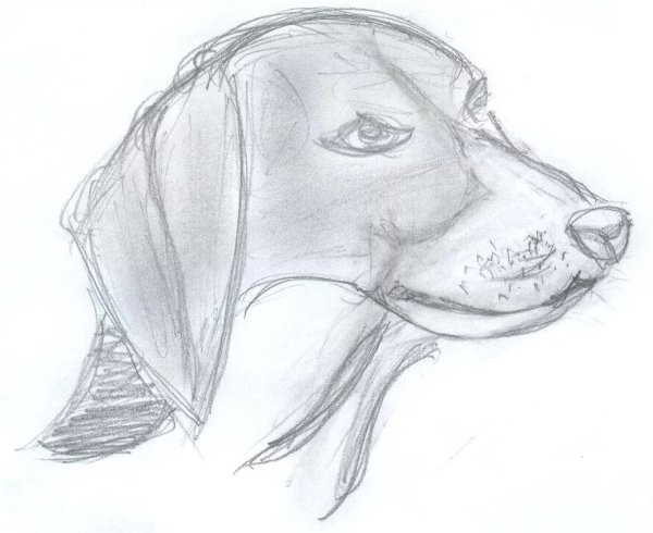 Собака для срисовки карандашом