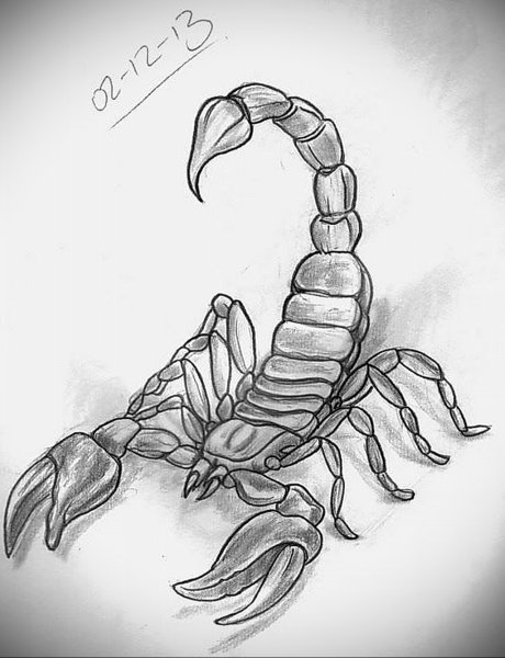 Скорпион рисунок