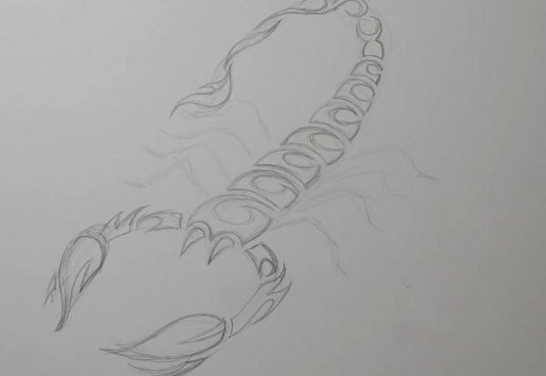 Скорпион карандашом для срисовки легко