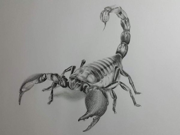 Скорпион карандашом