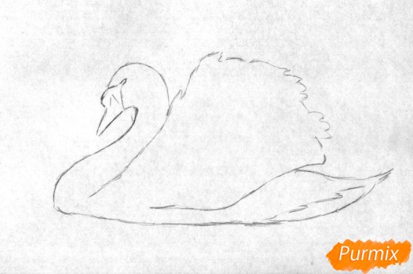 Лебедь рисунок карандашом