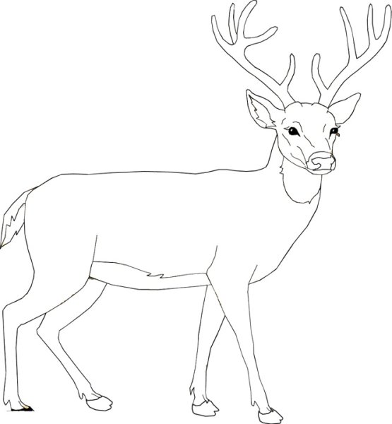 Уссурийский пятнистый олень раскраска