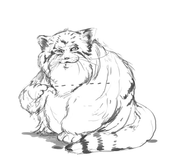 Сибирская кошка раскраска