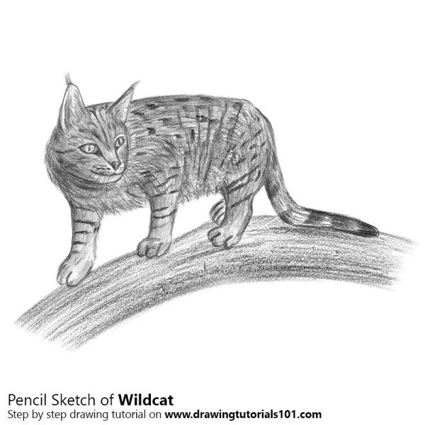 Амурский Лесной кот разукрашка