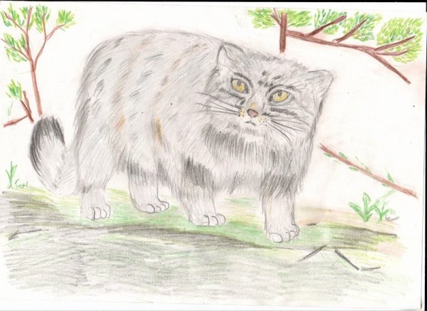 Кавказская Лесная кошка рисунок