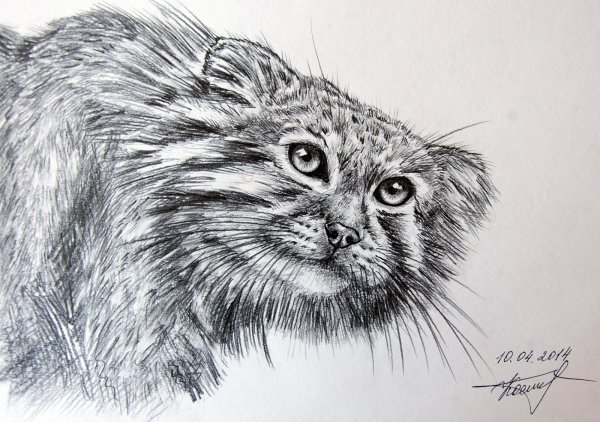 Камышовый кот