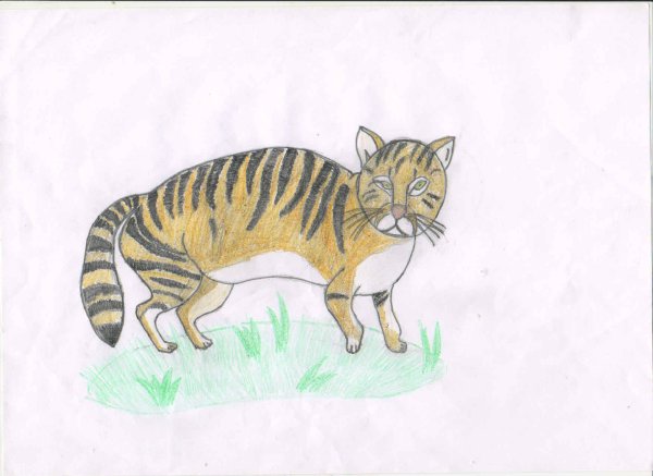 Манул раскраска